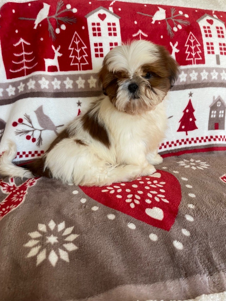 Du Royaume De Sacrés - Chiots disponibles - Shih Tzu